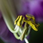 COBAEA SCANDENS XIV