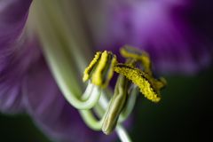 COBAEA SCANDENS XIV