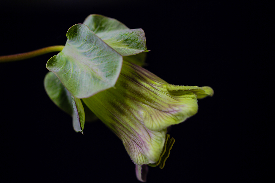 COBAEA SCANDENS XIX