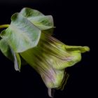 COBAEA SCANDENS XIX