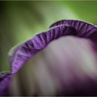 COBAEA SCANDENS XV