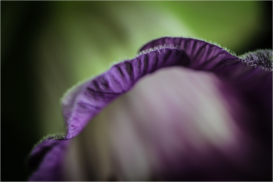 COBAEA SCANDENS XV