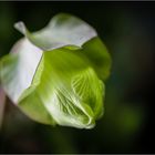 COBAEA SCANDENS XVII