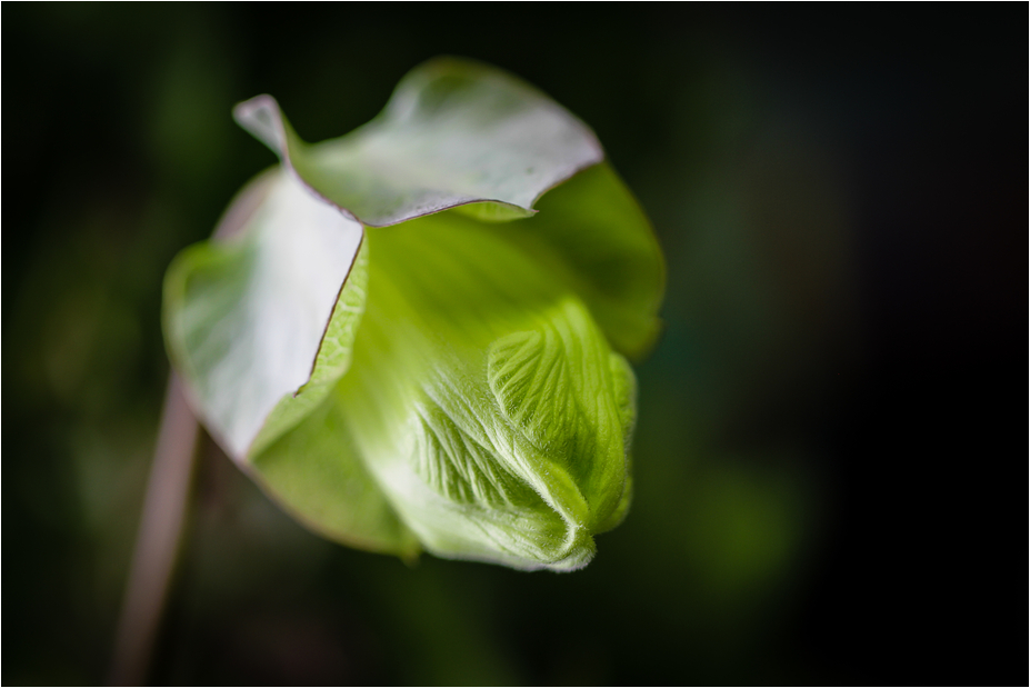 COBAEA SCANDENS XVII