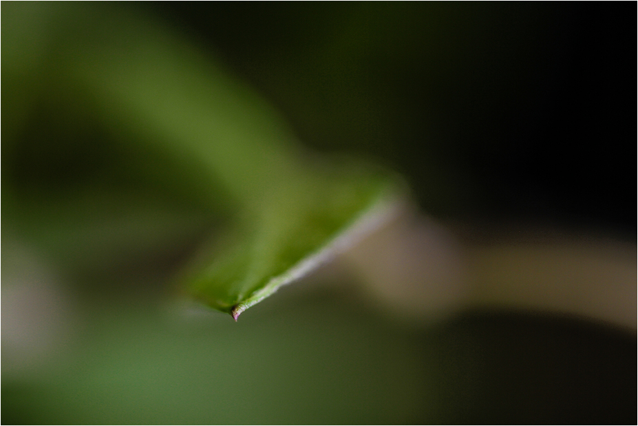 COBAEA SCANDENS XVIII