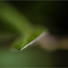 COBAEA SCANDENS XVIII