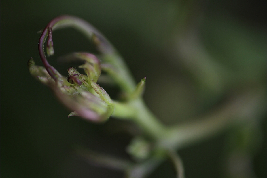 COBAEA SCANDENS XX