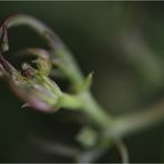 COBAEA SCANDENS XX