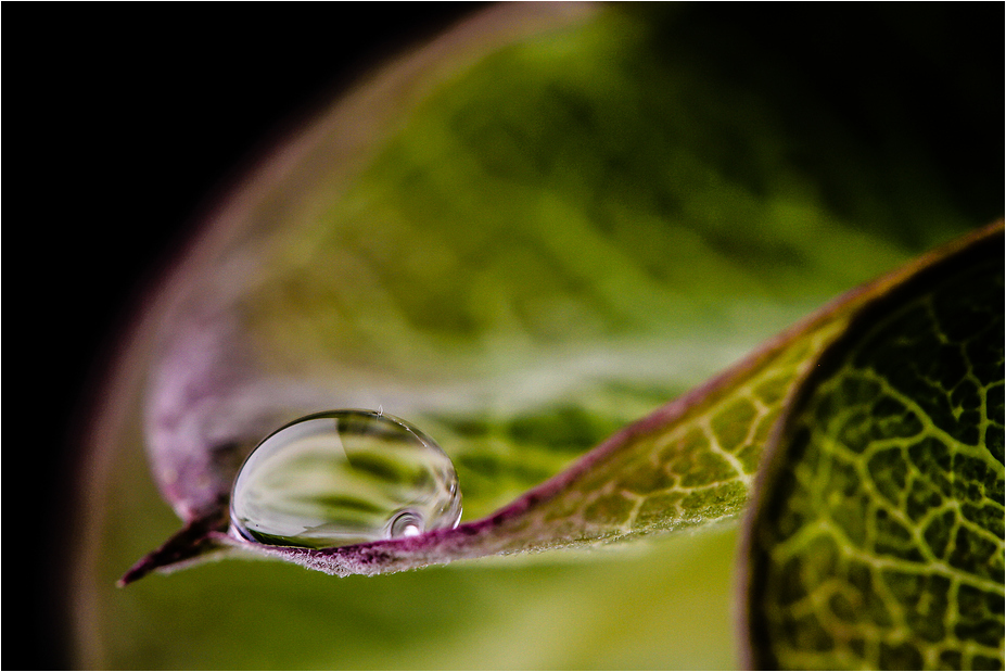 COBAEA SCANDENS XXII