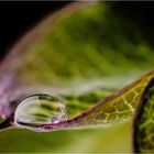 COBAEA SCANDENS XXII