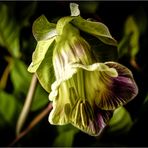 COBAEA SCANDENS XXIII