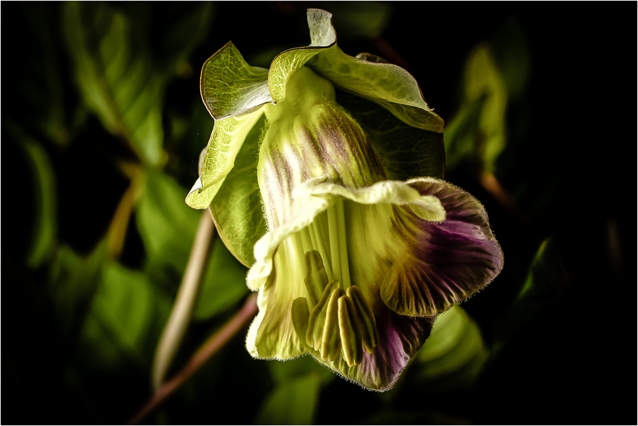 COBAEA SCANDENS XXIII