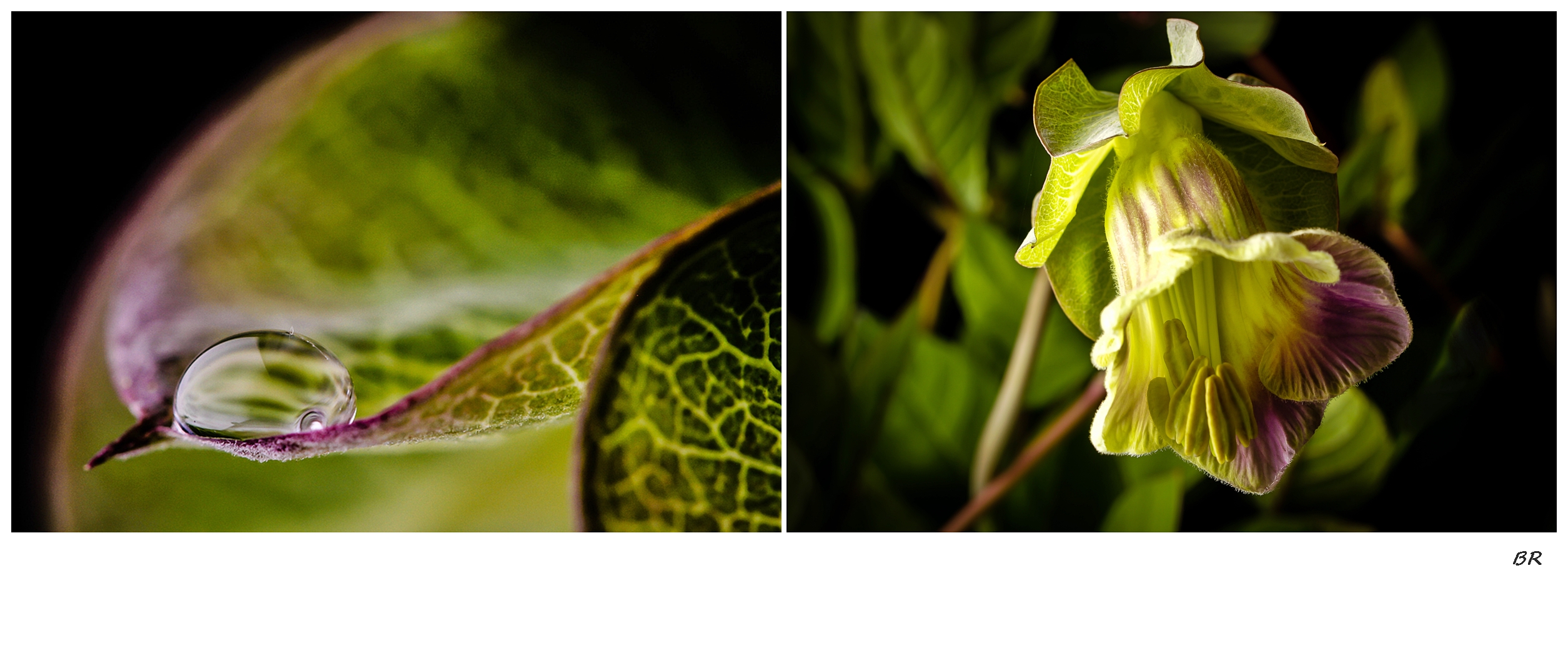 COBAEA SCANDENS XXIV