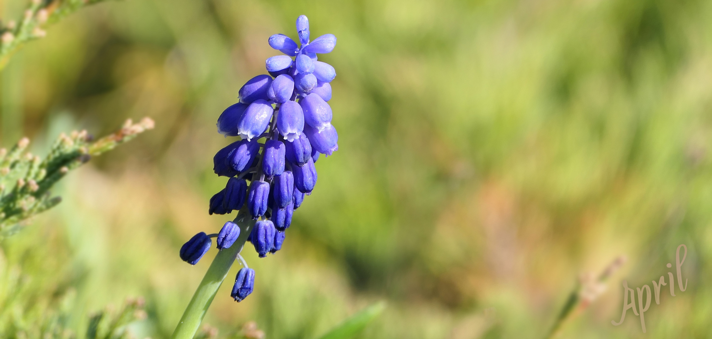 ... cobalt-blue flower of Grape hyacinth  