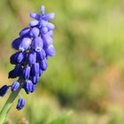 ... cobalt-blue flower of Grape hyacinth  