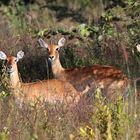 Cobe de buffon - eine Antilope Westafrikas