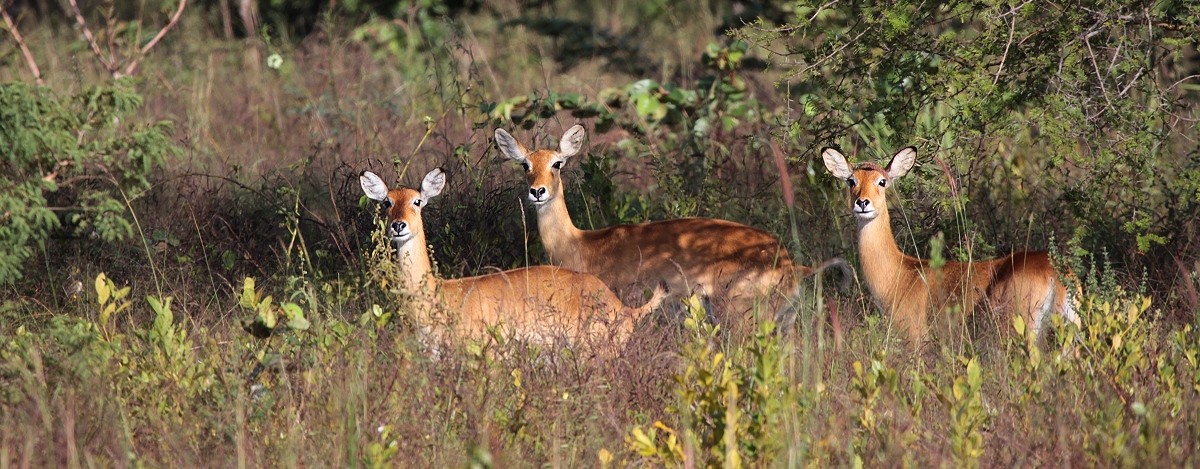 Cobe de buffon - eine Antilope Westafrikas