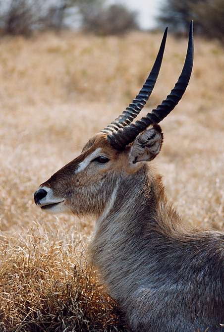 Cobe Defassa, Kruger National Park, Afrique du Sud