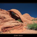 Cobra Arch