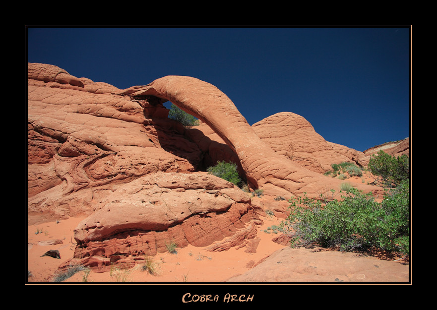 Cobra Arch von Martin Olbrich