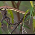 Cobra Cipó having meal