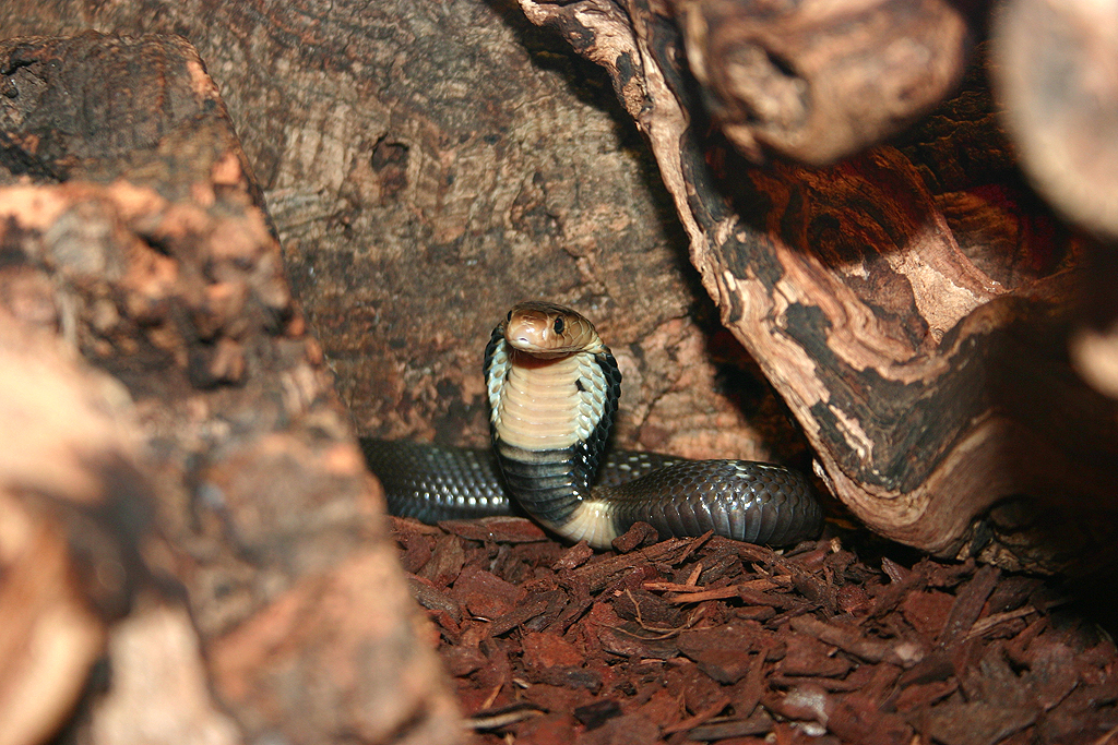 Cobra im Terrarium