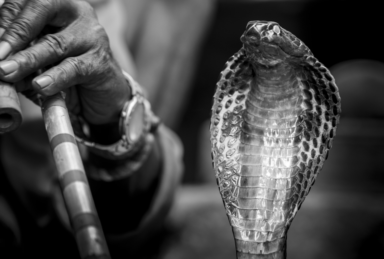 Cobra (Varanasi)