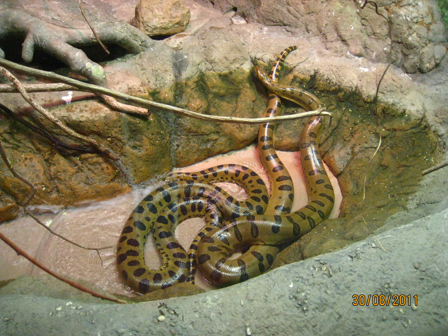 Cobras GIGANTES