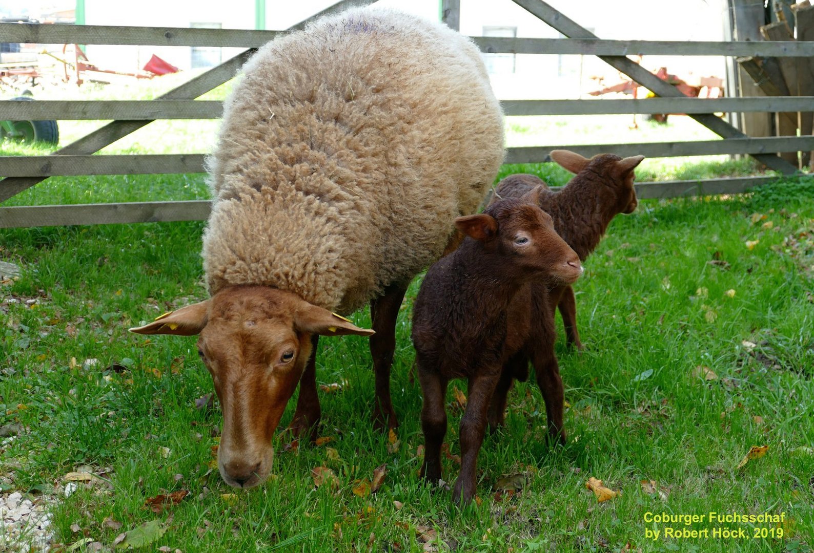 Coburger Fuchsschaf - Mutterschaf mit Lämmern - Rotschaf, Schafe
