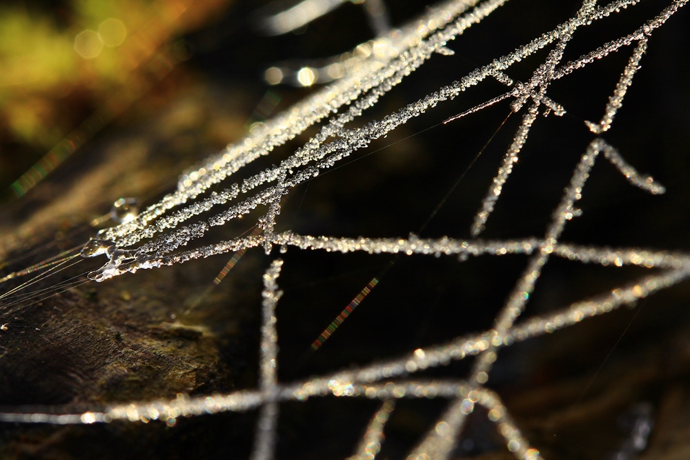 Cobweb