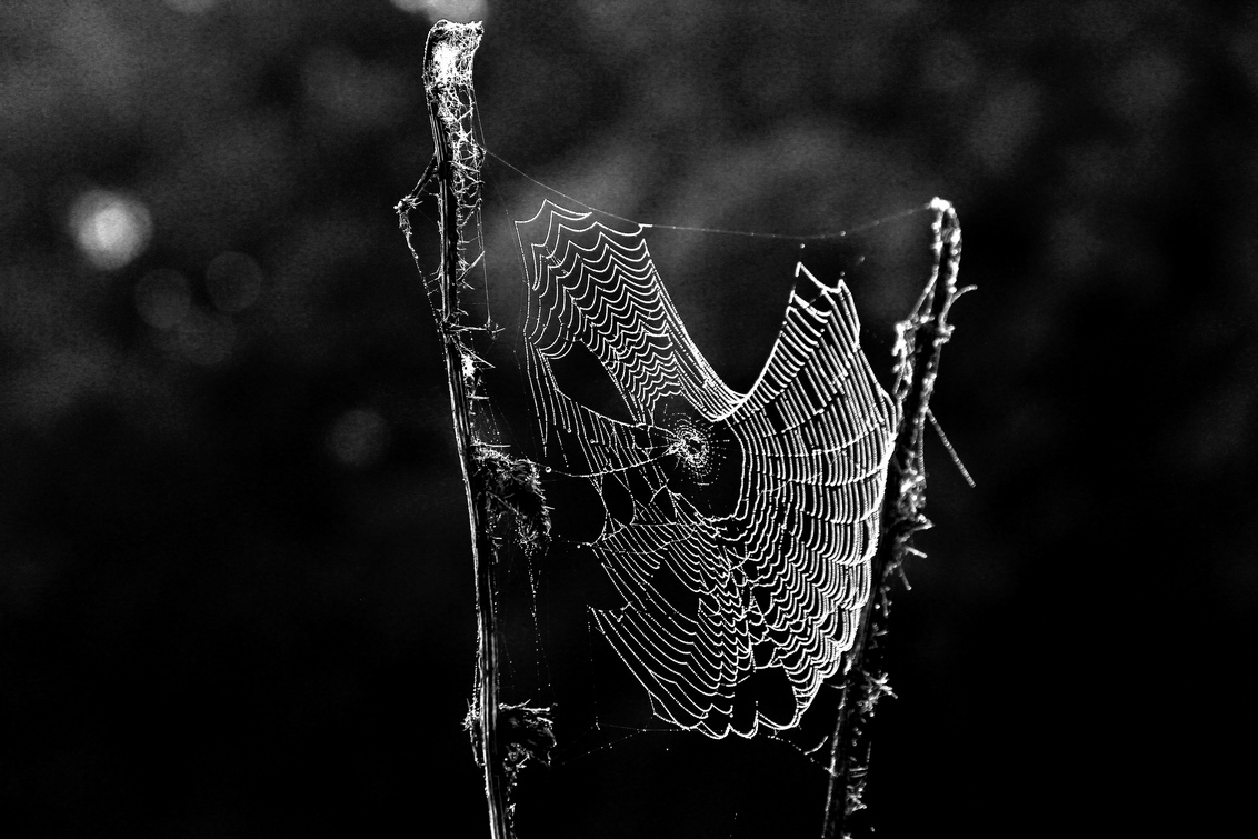 Cobweb