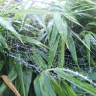 Cobweb