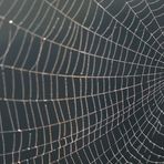 cobweb