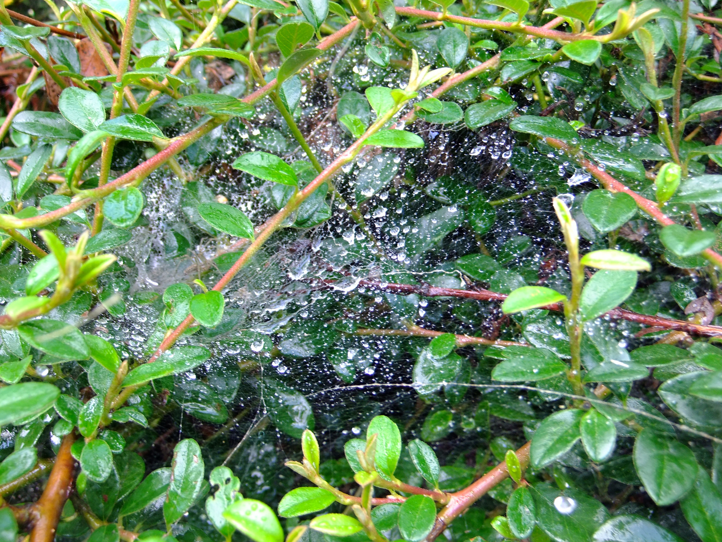 Cobweb