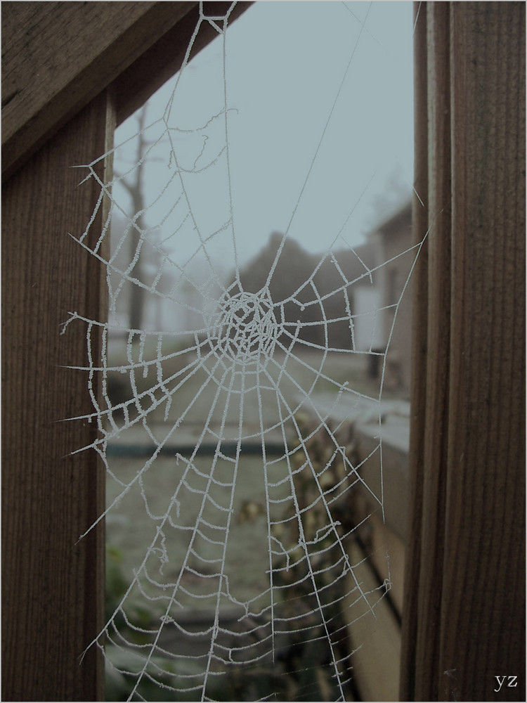 cobweb on ice