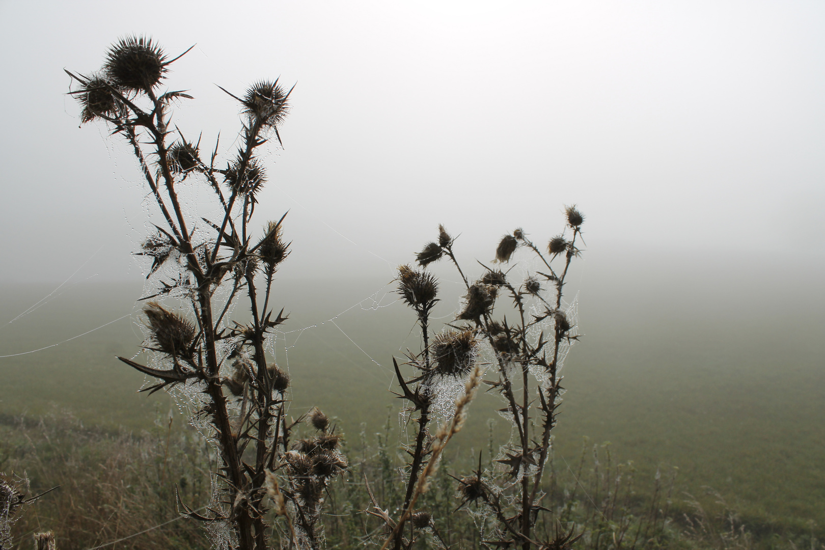 Cobwebs And The Misty Landscape