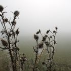 Cobwebs And The Misty Landscape