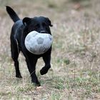 Coca-Cola-Ball