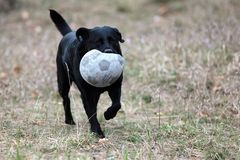 Coca-Cola-Ball