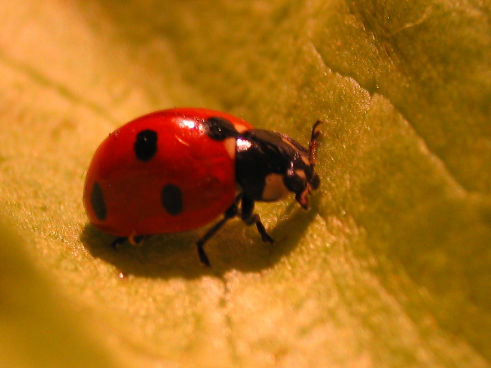 Coccinel