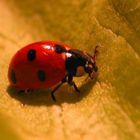 Coccinel