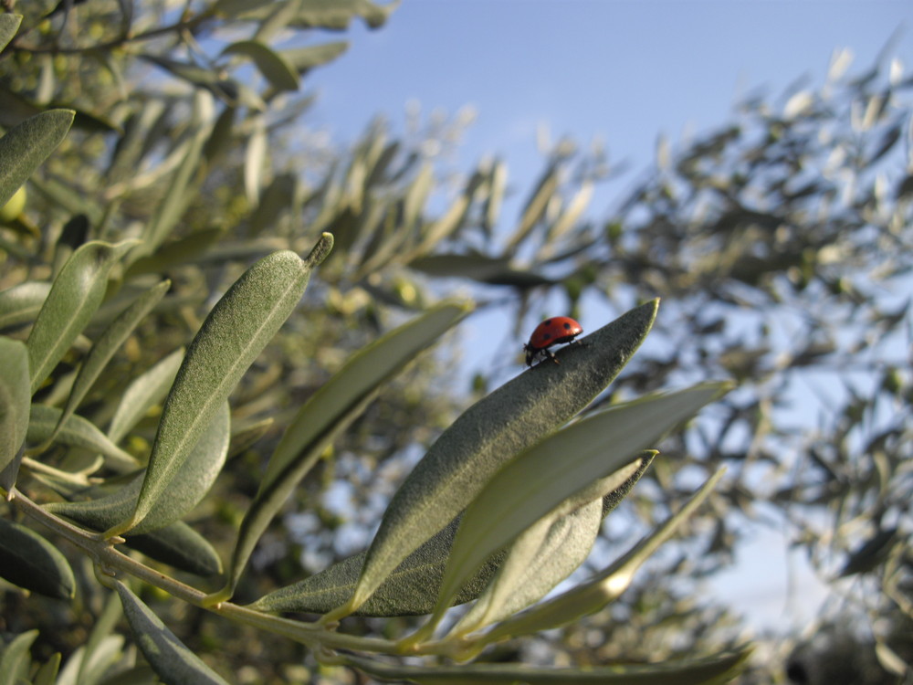 Coccinel sur olivier.