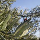 Coccinel sur olivier.