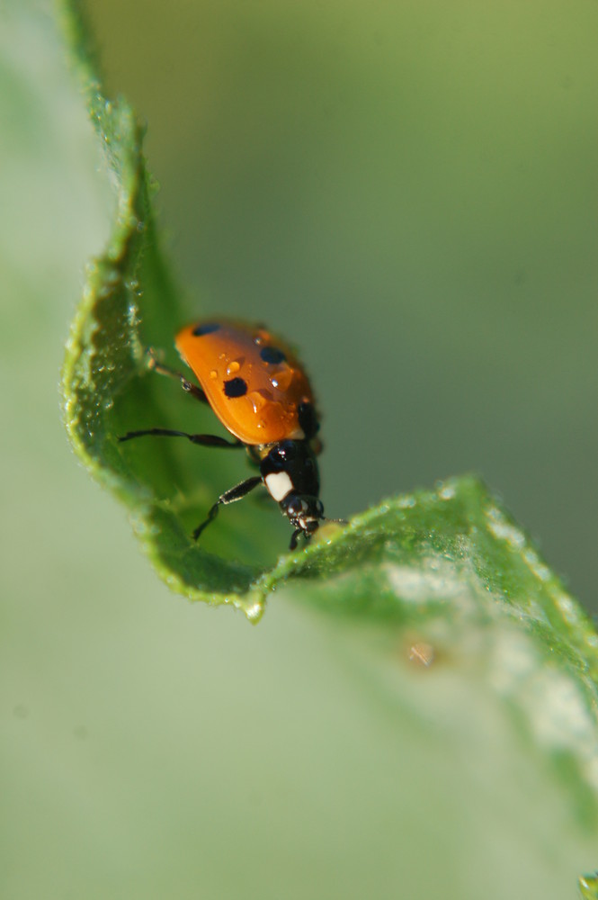 coccinèle