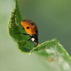 coccinèle