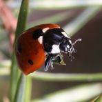 coccinella