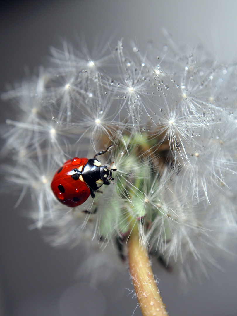 coccinella..