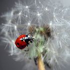 coccinella..