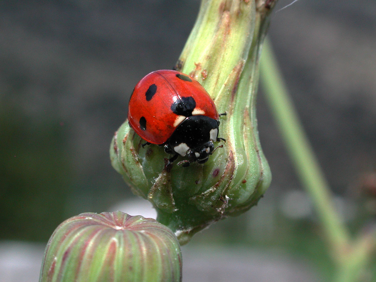 coccinella