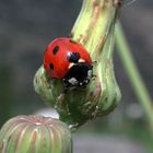 coccinella